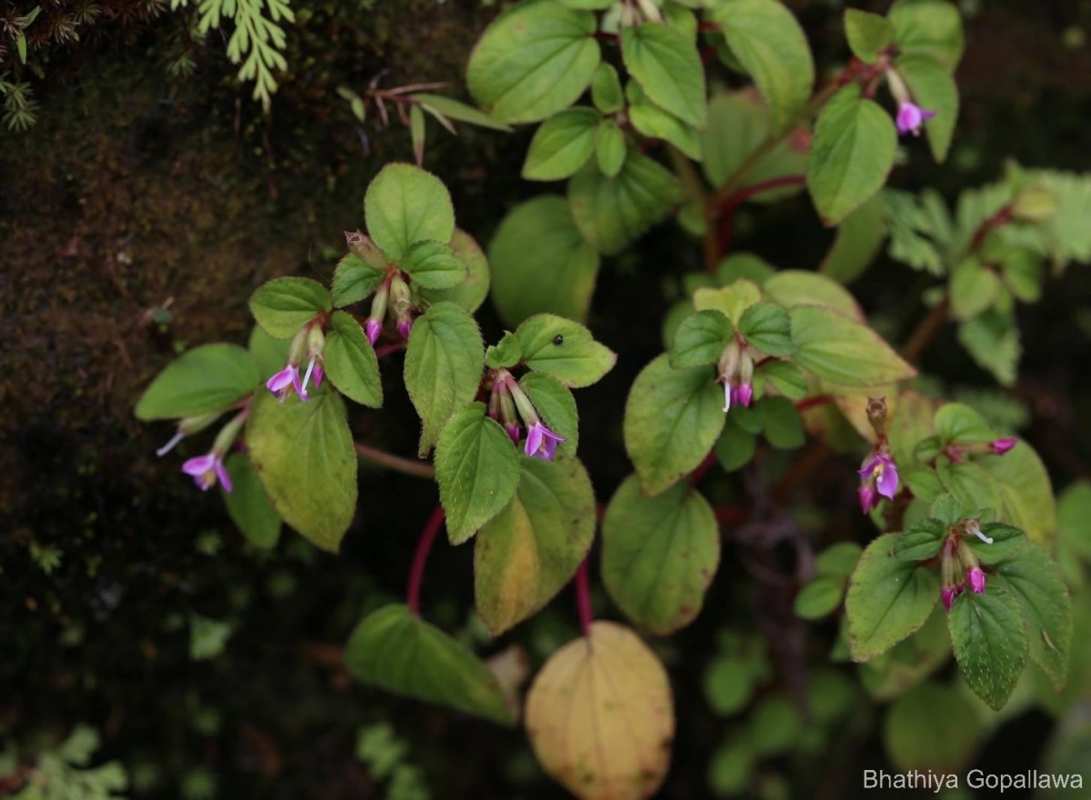Sonerila crassicaulis Lundin